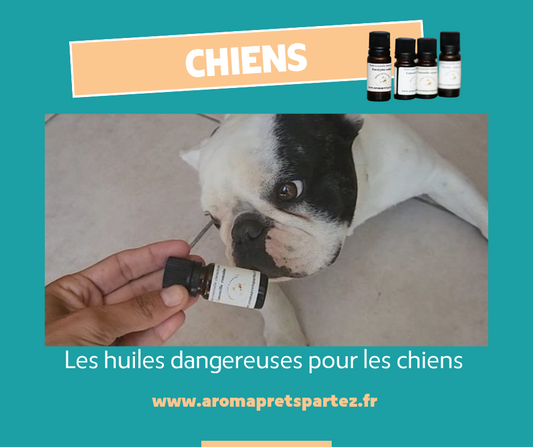 Les huiles essentielles dangereuses pour les chiens