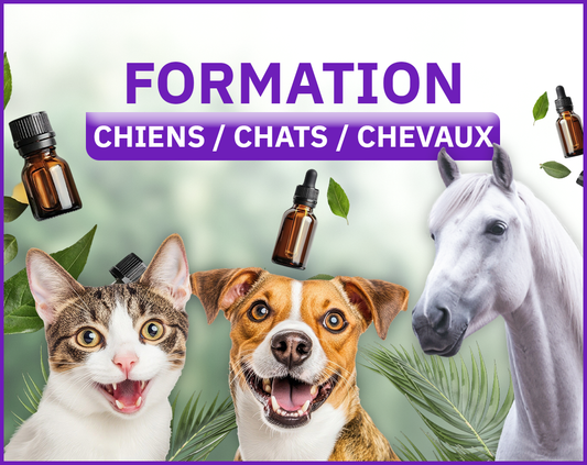 Formation - AROMATHÉRAPIE CHIENS, CHATS, CHEVAUX