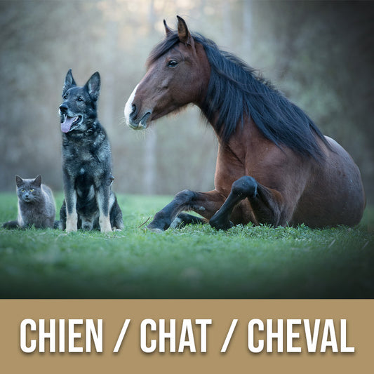 Formation - AROMATHÉRAPIE CHIENS, CHATS, CHEVAUX